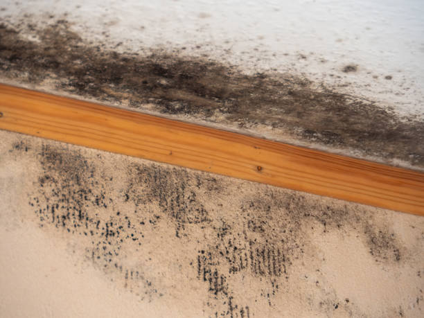 Best HVAC Mold Inspection and Cleaning  in Harlan, IA