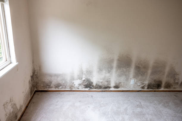 Best Comprehensive Air Testing for Mold Contaminants  in Harlan, IA